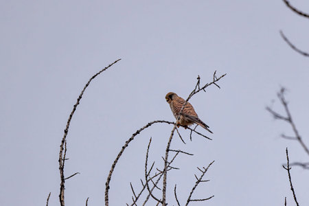 (Falco columbarius) sitting on the branches of a leafless treeの写真素材