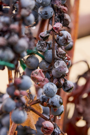 grapes on a branch left until frost to be used in making ice wine.の写真素材