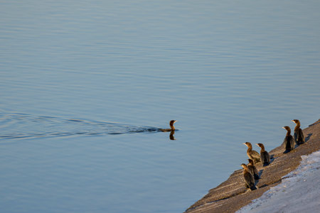 cormorant on a lake approaching the shore