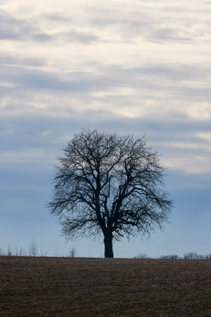 landscape with a tree in an agricultural field on a winter dayの写真素材