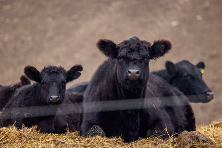 Angus cows on a farm in winterの写真素材