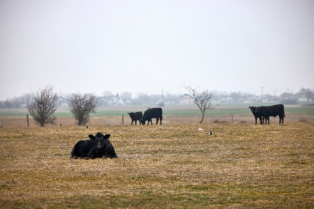 Angus cows on a farm in winterの写真素材