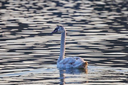 young swan on a lake on a winter dayの写真素材