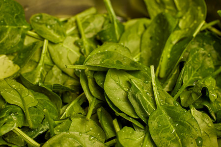 fresh spinach with water droplets ready to be cooked