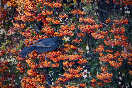 (Turdus merula) looking for fruit to eat in pyracantha orange glow.の写真素材