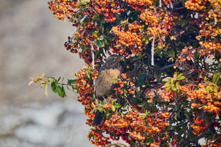 (Turdus merula) looking for fruit to eat in pyracantha orange glow.の写真素材