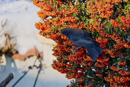 (Turdus merula) looking for fruit to eat in pyracantha orange glow.の写真素材