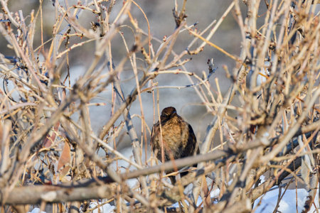 (Turdus merula) female on a winter day