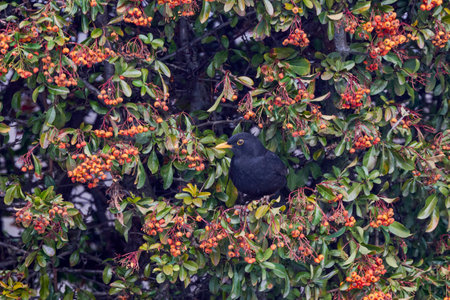 (Turdus merula) looking for fruit to eat in pyracantha orange glow.の写真素材