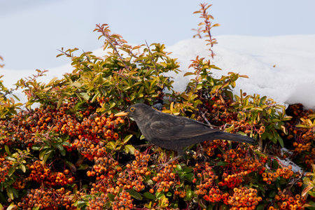 (Turdus merula) looking for fruit to eat in pyracantha orange glow.の写真素材