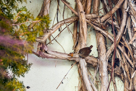 The wren (Troglodytes troglodytes), is one of the smallest birds in Eurasia.の写真素材