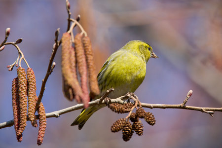 (Emberiza citrinella) on the branches of a tree feeding