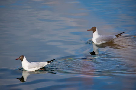 a seagull floats on water on a river