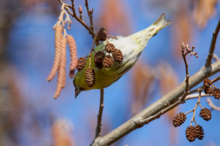 (Emberiza citrinella) on the branches of a tree feeding