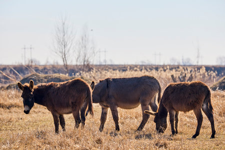 three donkeys grazing on a meadowの写真素材