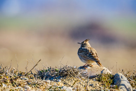 The Eurasian skylark - Alauda arvensis is a passerine bird in the lark family, Alaudidaeの写真素材