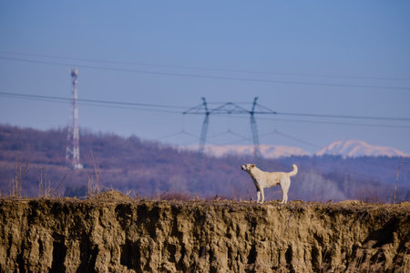 a dog on a bank of landの写真素材