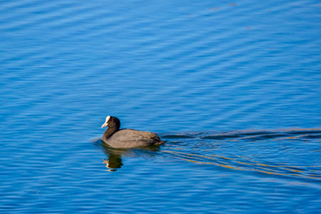 (Fulica atra) floating on water leaving tracks behindの写真素材