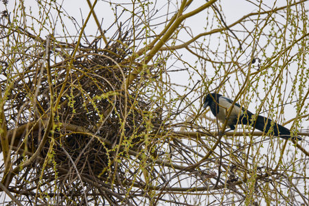 A magpie sits on the branches of a tree near a nest.の写真素材