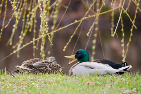 wild duck in natural environment on the shore of a lakeの写真素材