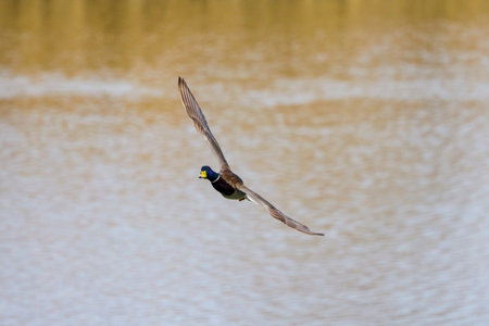 wild duck flying over a lakeの写真素材