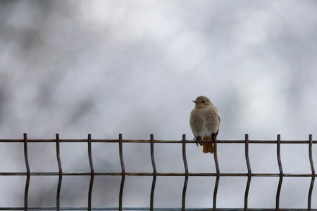 Female Black redstart standing on fenceの写真素材