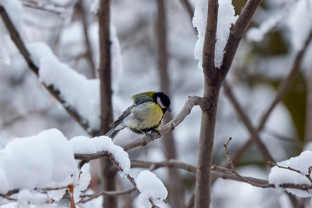 a tit on snowy tree branches on a spring dayの写真素材