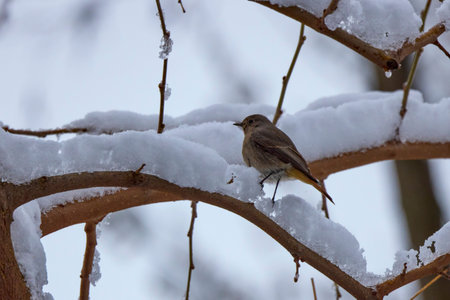 Female Black redstart standing on tree branch with snow