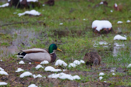 wild ducks on a meadow with puddles and snowの写真素材
