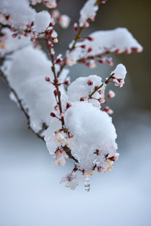 landscape with budding and blooming tree branches covered with snowの写真素材