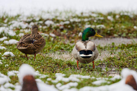 wild ducks on a meadow with puddles and snowの写真素材