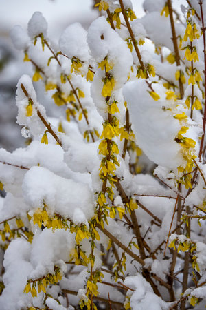 landscape with budding and blooming tree branches covered with snowの写真素材