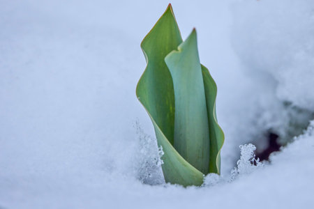 tulip emerging from the snow on a spring dayの写真素材