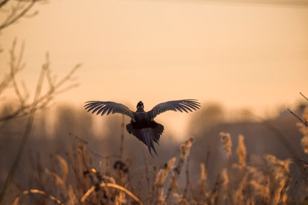 male (Phasianus colchicus) in flight seen from behind at sunsetの写真素材