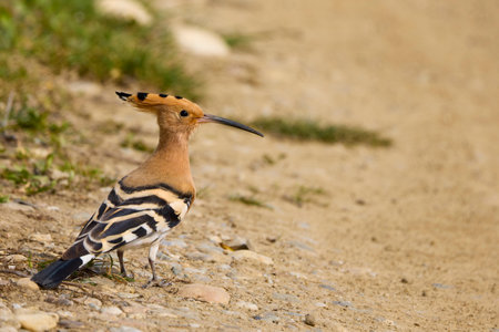 (Upupa epops), sitting on the ground and looking for foodの写真素材