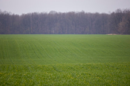 an agricultural field with green wheat and a forest in the backgroundの写真素材