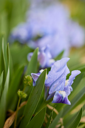 Iris Alida flowers - Latin name - Iris reticulata Alidaの写真素材