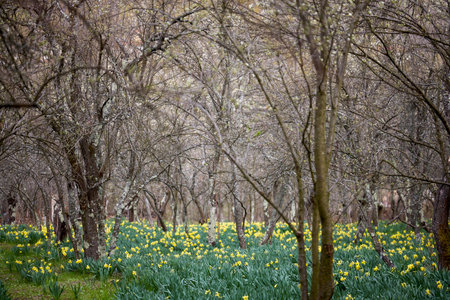 a garden with yellow daffodils among the trees of an old orchardの写真素材