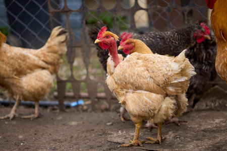 Chickens in a rural farm raised on the groundの写真素材