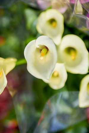 White Calla lilies, close up of two beautiful lilies in Spring Sunshineの写真素材