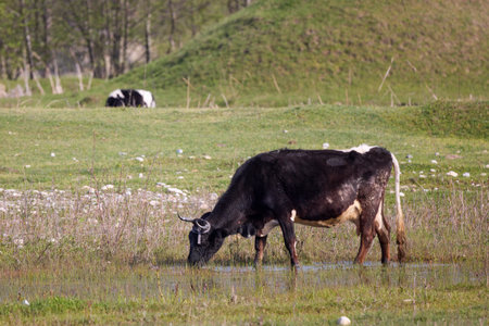 a cow on a rural farm on a sunny dayの写真素材