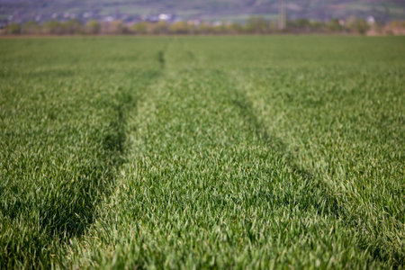 landscape with an agricultural field with green wheat and traces of machineryの写真素材