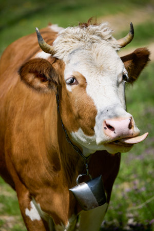 a cow on a rural farm on a sunny dayの写真素材