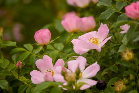 Close up of beautiful pink rosehip flowersの写真素材