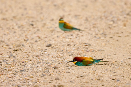 (Merops apiaster) sitting on the ground and preening their feathers