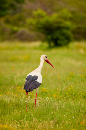 a stork sitting in the grass looking for foodの写真素材