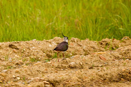 (Vanellus vanellus) standing alert on the ground