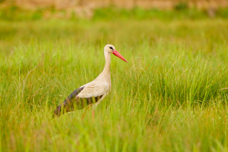 a stork sitting in the grass looking for foodの写真素材