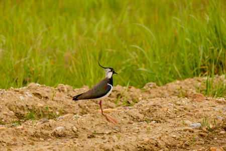 (Vanellus vanellus) standing alert on the groundの写真素材