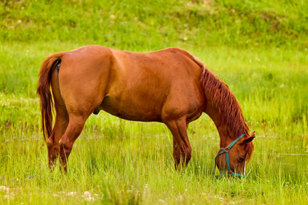 beautiful horse on a meadow on a spring dayの写真素材